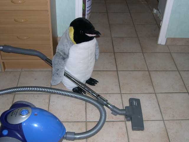 Vie quotidienne d'un pingouin