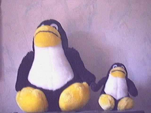Clonage pingouin